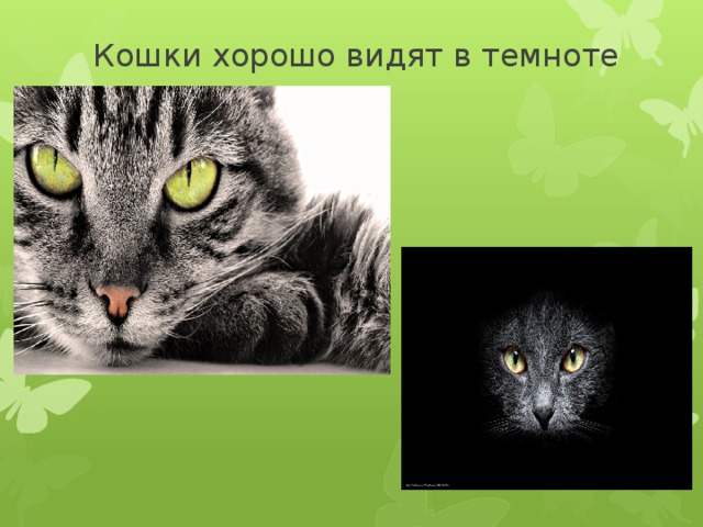  Кошки хорошо видят в темноте  