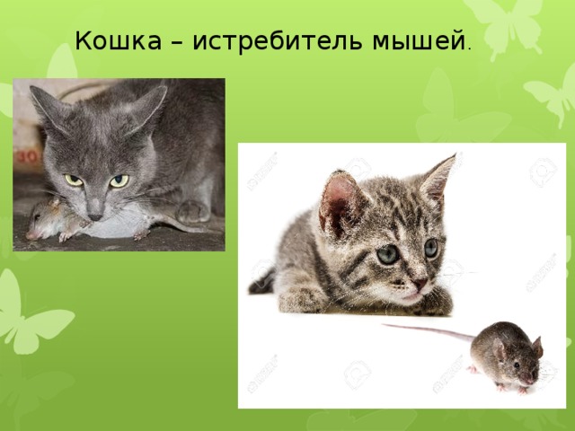  Кошка – истребитель мышей . 