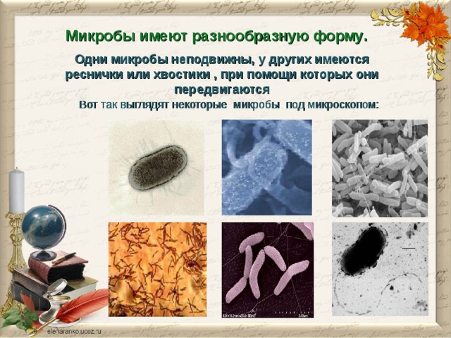 Микробы имеют разнообразную форму .  Одни микробы неподвижны, у других имеются реснички или хвостики , при помощи которых они передвигаются Вот так выглядят некоторые микробы под микроскопом: 