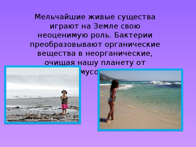 Мельчайшие живые существа играют на Земле свою неоценимую роль. Бактерии преобразовывают органические вещества в неорганические, очищая нашу планету от мусора.  