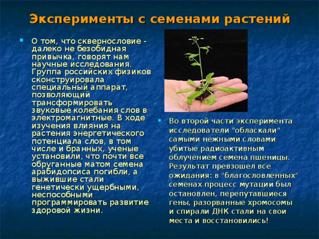 Эксперименты с семенами растений О том, что сквернословие - далеко не безобидная привычка, говорят нам научные исследования. Группа российских физиков сконструировала специальный аппарат, позволяющий трансформировать звуковые колебания слов в электромагнитные. В ходе изучения влияния на растения энергетического потенциала слов, в том числе и бранных, ученые установили, что почти все обруганные матом семена арабидопсиса погибли, а выжившие стали генетически ущербными, неспособными программировать развитие здоровой жизни. Во второй части эксперимента исследователи 
