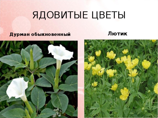 ЯДОВИТЫЕ ЦВЕТЫ Дурман обыкновенный  Лютик 