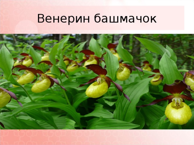 Венерин башмачок 