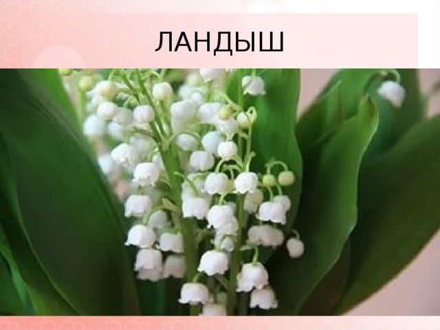 ЛАНДЫШ 