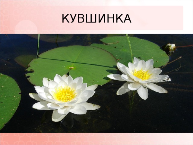 КУВШИНКА 