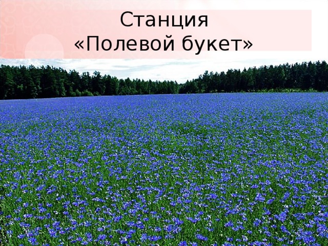 Станция  «Полевой букет» 