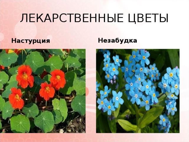 ЛЕКАРСТВЕННЫЕ ЦВЕТЫ Настурция Незабудка 