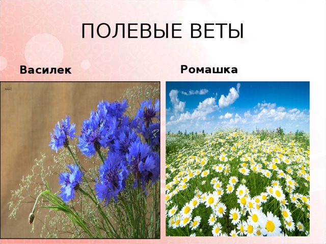 ПОЛЕВЫЕ ВЕТЫ Василек  Ромашка 
