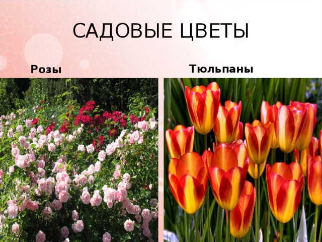 САДОВЫЕ ЦВЕТЫ  Розы  Тюльпаны 