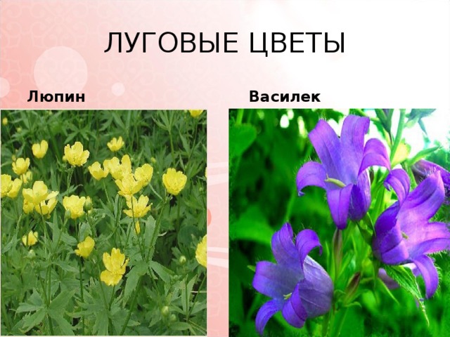 ЛУГОВЫЕ ЦВЕТЫ Люпин  Василек 