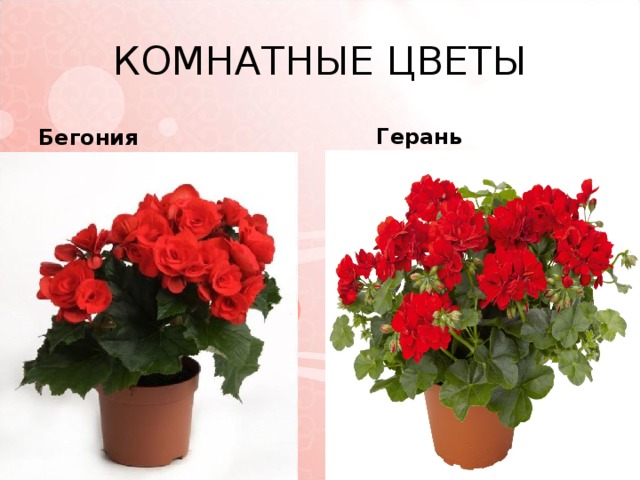 КОМНАТНЫЕ ЦВЕТЫ Бегония  Герань 