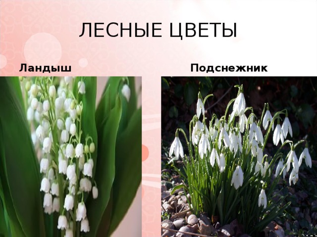 ЛЕСНЫЕ ЦВЕТЫ Ландыш  Подснежник 