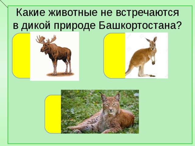 Какие животные не встречаются в дикой природе Башкортостана?