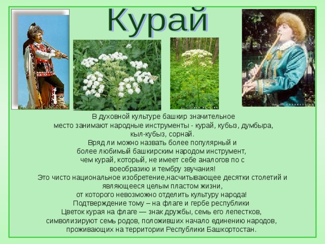 В духовной культуре башкир значительное  место занимают народные инструменты - курай, кубыз, думбыра,  кыл-кубыз, сорнай. Вряд ли можно назвать более популярный и более любимый башкирским народом инструмент, чем курай, который, не имеет себе аналогов по с воеобразию и тембру звучания! Это чисто национальное изобретение,насчитывающее десятки столетий и  являющееся целым пластом жизни, от которого невозможно отделить культуру народа! Подтверждение тому – на флаге и гербе республики Цветок курая на флаге — знак дружбы, семь его лепестков, символизируют семь родов, положивших начало единению народов, проживающих на территории Республики Башкортостан.