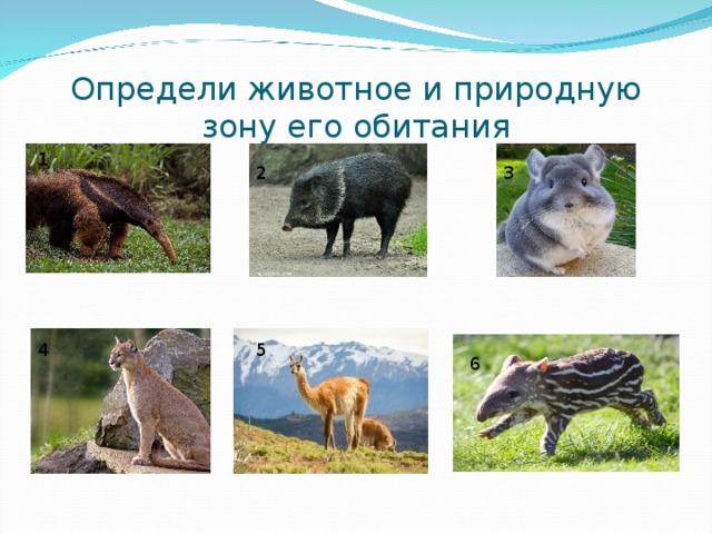 Определи животное и природную зону его обитания 1 2 3 4 5 6 
