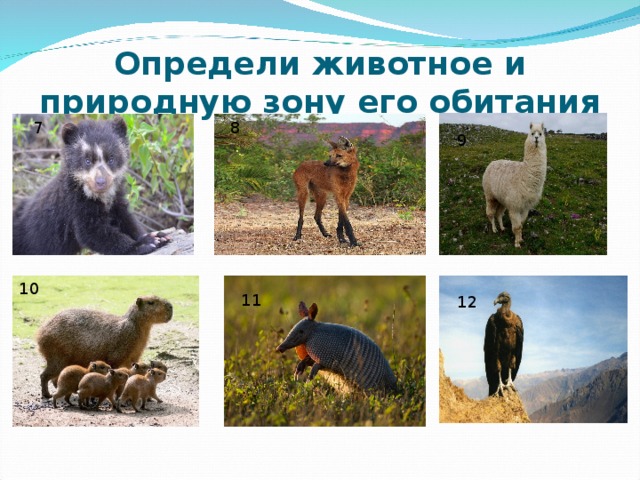 Определи животное и природную зону его обитания 7 8 9 10 11 12 