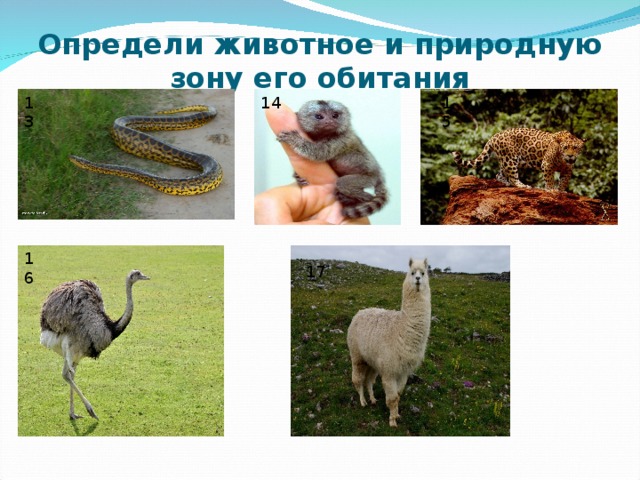 Определи животное и природную зону его обитания 13 14 15 16 17 