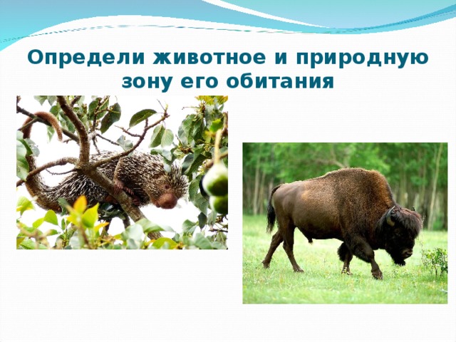 Определи животное и природную зону его обитания 