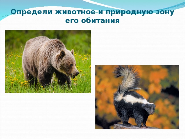 Определи животное и природную зону его обитания 