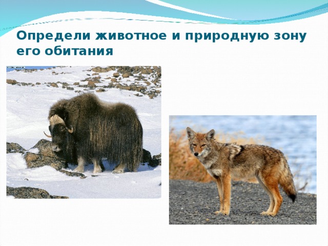 Определи животное и природную зону его обитания 