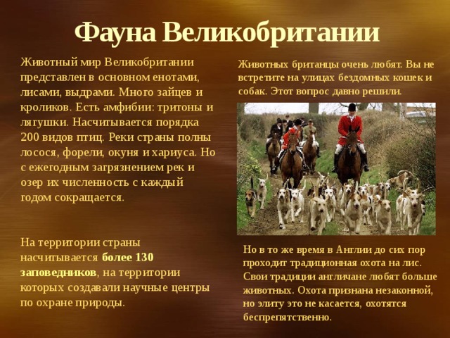 Фауна Великобритании Животный мир Великобритании представлен в основном енотами, лисами, выдрами. Много зайцев и кроликов. Есть амфибии: тритоны и лягушки. Насчитывается порядка 200 видов птиц. Реки страны полны лосося, форели, окуня и хариуса. Но с ежегодным загрязнением рек и озер их численность с каждый годом сокращается. На территории страны насчитывается более 130 заповедников , на территории которых создавали научные центры по охране природы. Животных британцы очень любят. Вы не встретите на улицах бездомных кошек и собак. Этот вопрос давно решили. Но в то же время в Англии до сих пор проходит традиционная охота на лис. Свои традиции англичане любят больше животных. Охота признана незаконной, но элиту это не касается, охотятся беспрепятственно. 