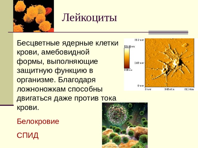 Лейкоциты Бесцветные ядерные клетки крови, амебовидной формы, выполняющие защитную функцию в организме. Благодаря ложноножкам способны двигаться даже против тока крови. Белокровие СПИД 