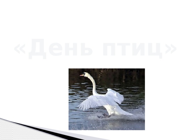 «День птиц» 