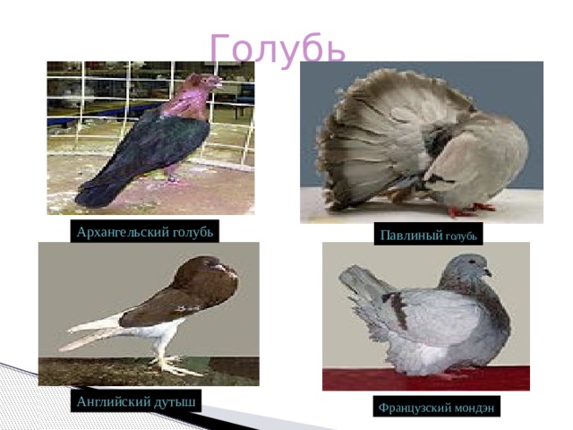 Голубь 