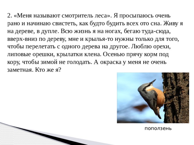 2. «Меня называют смотритель леса». Я просыпаюсь очень рано и начинаю свистеть, как будто будить всех ото сна. Живу я на дереве, в дупле. Всю жизнь я на ногах, бегаю туда-сюда, вверх-вниз по дереву, мне и крылья-то нужны только для того, чтобы перелетать с одного дерева на другое. Люблю орехи, липовые орешки, крылатки клена. Осенью прячу корм под кору, чтобы зимой не голодать. А окраска у меня не очень заметная. Кто же я? поползень 