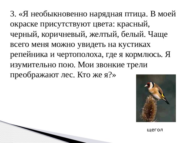 3. «Я необыкновенно нарядная птица. В моей окраске присутствуют цвета: красный, черный, коричневый, желтый, белый. Чаще всего меня можно увидеть на кустиках репейника и чертополоха, где я кормлюсь. Я изумительно пою. Мои звонкие трели преображают лес. Кто же я?» щегол 