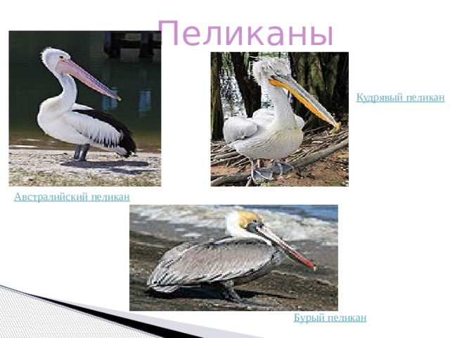 Пеликаны 