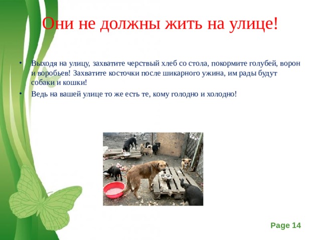 Они не должны жить на улице!   Выходя на улицу, захватите черствый хлеб со стола, покормите голубей, ворон и воробьев! Захватите косточки после шикарного ужина, им рады будут собаки и кошки! Ведь на вашей улице то же есть те, кому голодно и холодно!  
