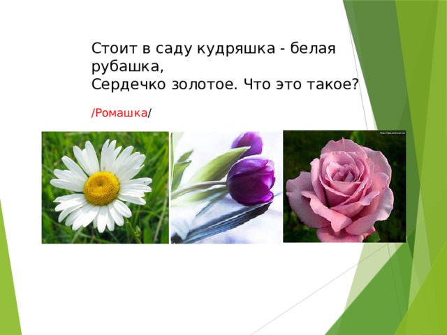   Стоит в саду кудряшка - белая рубашка,  Сердечко золотое. Что это такое? /Ромашка /   