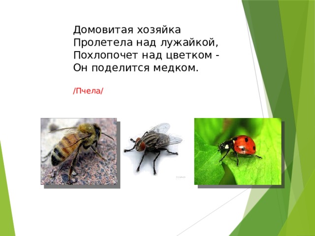 Домовитая хозяйка  Пролетела над лужайкой,  Похлопочет над цветком -  Он поделится медком. /Пчела/ 