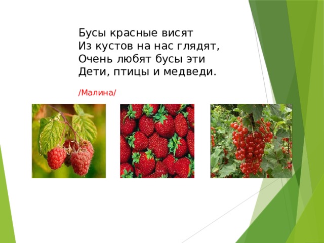   Бусы красные висят  Из кустов на нас глядят,  Очень любят бусы эти  Дети, птицы и медведи.   /Малина/ 