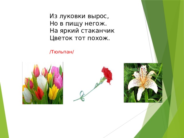 Из луковки вырос,  Но в пищу негож.  На яркий стаканчик  Цветок тот похож. /Тюльпан/ 
