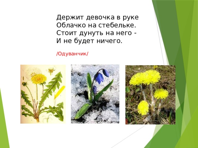 Держит девочка в руке  Облачко на стебельке.  Стоит дунуть на него -  И не будет ничего.  /Одуванчик/ 