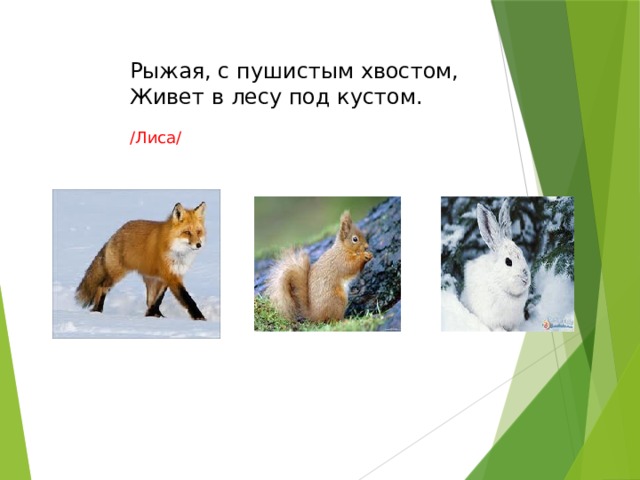Рыжая, с пушистым хвостом,  Живет в лесу под кустом.   /Лиса/ 