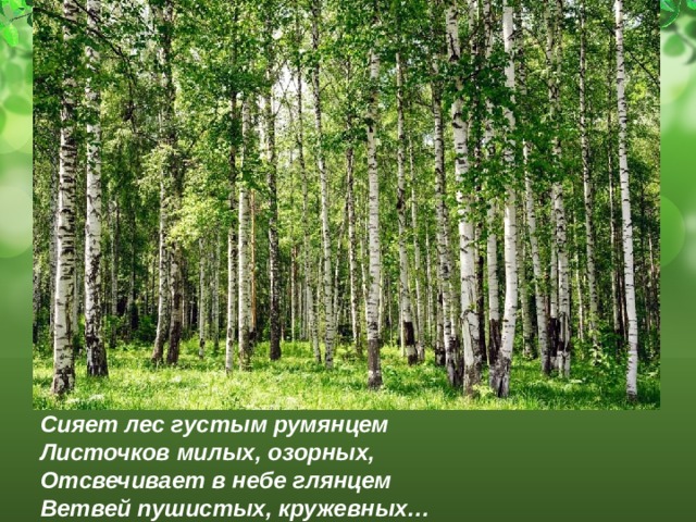  Сияет лес густым румянцем  Листочков милых, озорных,  Отсвечивает в небе глянцем  Ветвей пушистых, кружевных…  