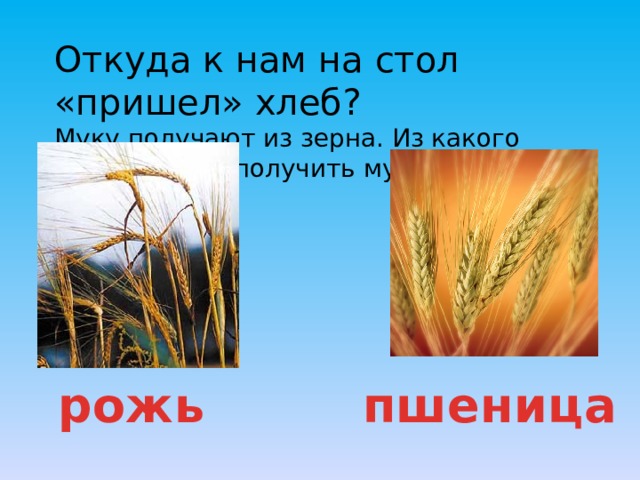 Откуда к нам на стол «пришел» хлеб ? Муку получают из зерна. Из какого зерна можно получить муку? рожь пшеница 