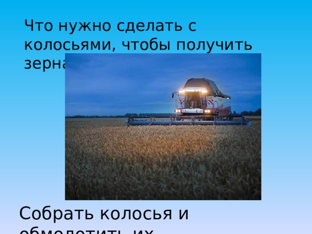 Что нужно сделать с колосьями, чтобы получить зерна? Собрать колосья и обмолотить их. 