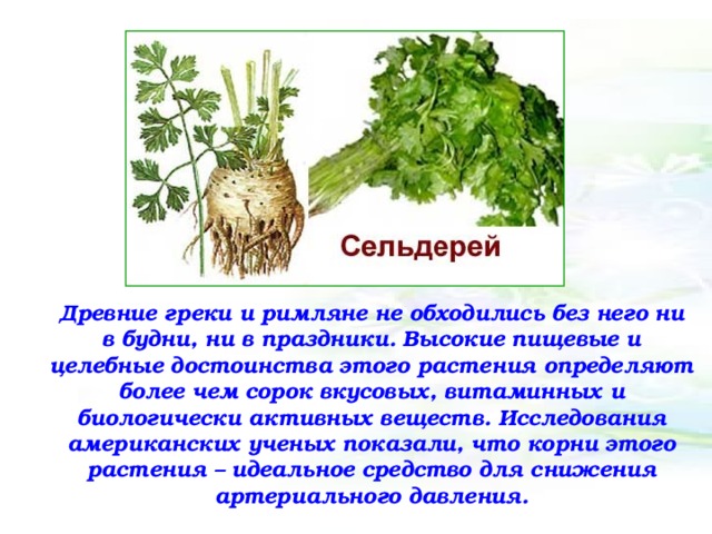 Древние греки и римляне не обходились без него ни в будни, ни в праздники. Высокие пищевые и целебные достоинства этого растения определяют более чем сорок вкусовых, витаминных и биологически активных веществ. Исследования американских ученых показали, что корни этого растения – идеальное средство для снижения артериального давления. 