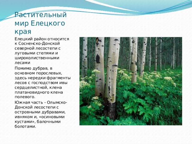 Растительный мир Елецкого края Елецкий район относится к Сосненско-Донской северной лесостепи с луговыми степями и широколиственными лесами Помимо дубрав, в основном порослевых, здесь нередки фрагменты лесов с господством ивы сердцелистной, клена платановидного клена полевого. Южная часть - Олымско-Донской лесостепи с островными дубравами, ивняком и, «осиновыми кустами», балочными болотами. 