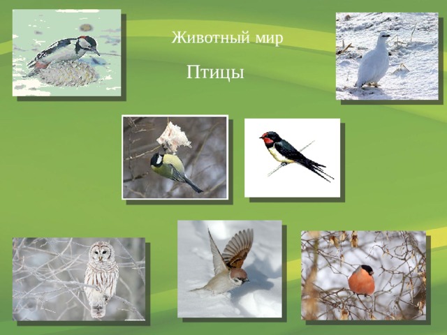  Животный  мир Птицы 