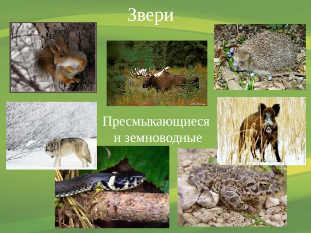 Звери Пресмыкающиеся  и земноводные 