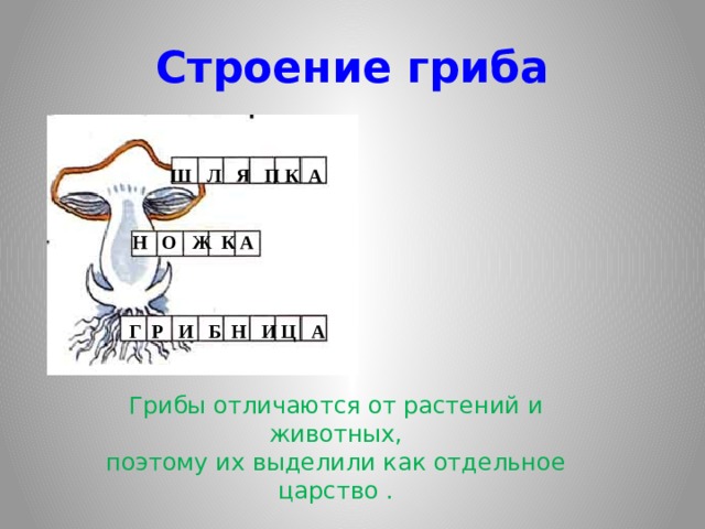 Строение гриба  Ш Л Я П К А Н О Ж К А  Г Р И Б Н И Ц А Грибы отличаются от растений и животных, поэтому их выделили как отдельное царство . 