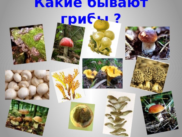 Какие бывают грибы ?   