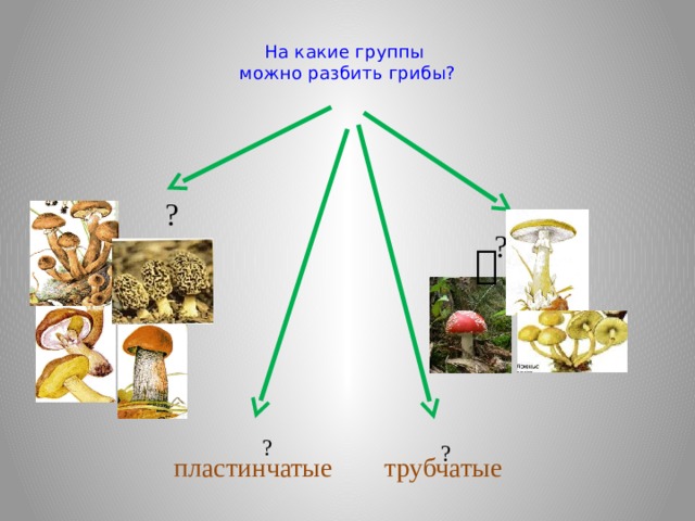  На какие группы  можно разбить грибы?   ? ?  ? ? пластинчатые трубчатые 