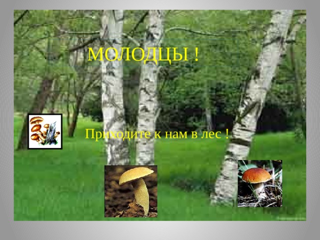 МОЛОДЦЫ ! Приходите к нам в лес ! 