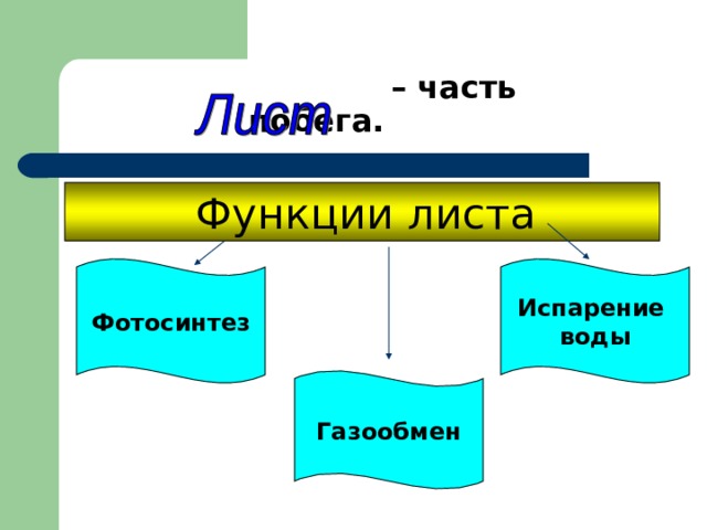  – часть побега.  Функции листа Фотосинтез Испарение воды Газообмен 